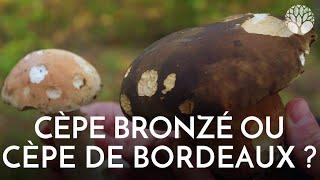 Cèpe bronzé ou cèpe de bordeaux ?