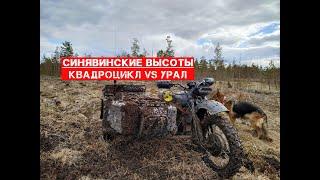 Мотоцикл Урал по бездорожью,  битва на болоте,  порвали ось на квадроцикле. Синявинские высоты 2019