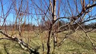 How to prune a mature peach tree