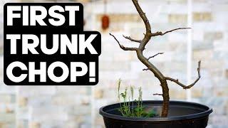 First Trunk Chop on an Apple Bonsai Tree - Grown from Seed