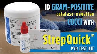 How to identify Gram Positive cocci bacteria with StrepQuick™ PYR Test Kit