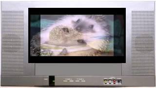 Смешные ёжики. Ёжики фото. Веселые животные.  Funny hedgehogs. Hedgehogs photo. funny animals