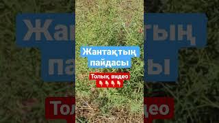 Жантақтың пайдасы толық видеоны қара