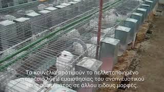 Κονικλοτροφία - Rabbit Farming