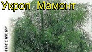 Укроп (Мамонт). Краткий обзор: Укроп описание характеристик, где купить семена