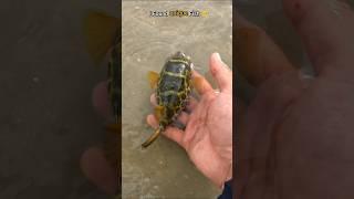 Rescue mission: Unique Puffer Back to his ocean home 