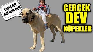 GERÇEK DEV KÖPEK NASIL OLMALI ? | ÇOBAN KÖPEĞİ SEVER AİLE İLE BİR GÜN GEÇİRMEK.