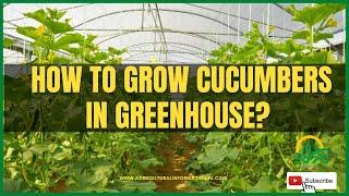 How to grow cucumbers in greenhouse? | Greenhouse cucumber | Greenhouse cucumber farming