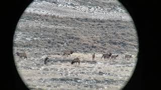 Tom Ellis 2020 Wyoming Trophy Elk Hunt 1157 Yards with 338 Lapua