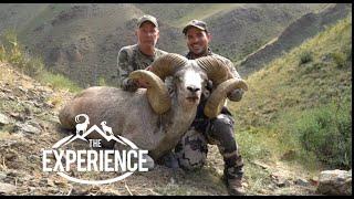 "Mongolia Experience" ARGALI, IBEX, and Snow Leopard with Temer Ekenler and Wild Hunting Turkey