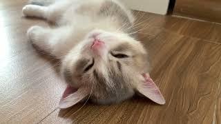 子猫はよく眠っています