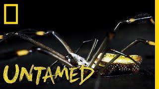 A Truly Golden Spider | Untamed