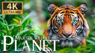 Majestic Wildlife Planet 4K  Incredible Expedition Animals with Soothing Piano Melodies  Calm