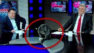 Cat Interrupts News Program to Clean Itself on TV #shorts