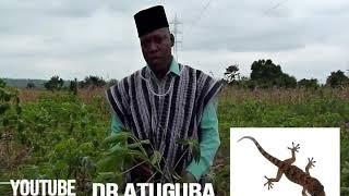 Dr. Atuguba, African teacher N1. Herbal teaching(English version)