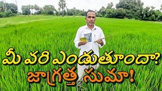 వరిలో బీఎల్బీ నివారణ | Bacterial Leaf Blight in Paddy | Karshaka Nestham