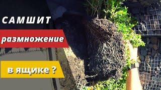 Результат размножения САМШИТА в ящиках под открытым небом.