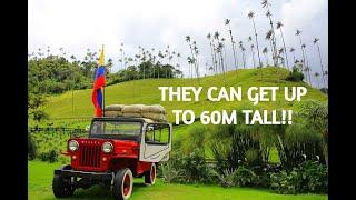 Hiking through the world tallest palm trees | Virtual walk of Cocora Valley, Colombia