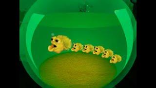 Yellow Singing Pufferfish With Babies