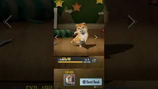 Updating DOG COMPANION | PUBG MOBILE