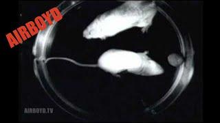 Microgravity Mice