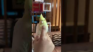 Unboxing of New Hand Tamed Cockatiel Female #cockatiel #parrot