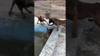 Smart dog saves best friend From Drowning #shepherd #doglover #dogtraining #belgian