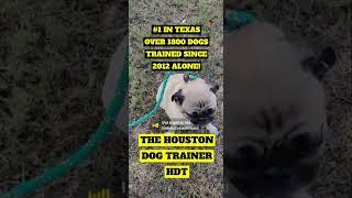 Pug Macho Man obedience distraction training in Houston 832-845-4680 German Military