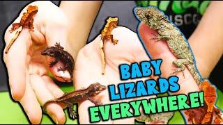 We Hatched Baby Cresties, Gargoyles, and False Chameleons!