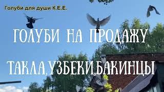 Голуби на продажу в Подольске