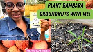 Bambara Groundnut (Vigna subterranea): When to plant, how deep to plant, spacing, germination & More