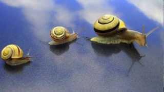 Music For Snails// Música Para Los Caracoles - by William Haskell Levine