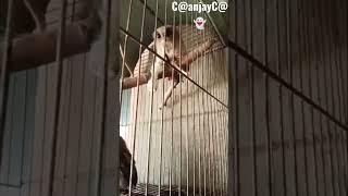 burung hantu sedang memangsa anak ayam