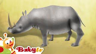 Rhinoceros | Animal Party | BabyTV