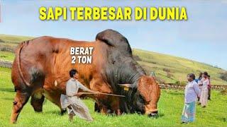 MIRIP GAJAH BERATNYA 2 TON.! Inilah 7 Sapi Terbesar di Dunia yang Pernah Dipelihara