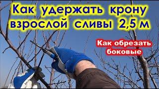 КАК УДЕРЖАТЬ КРОНУ у взрослой СЛИВЫ до 2,5 м