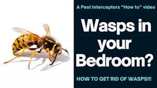 Wasps appearing in your house? This is why! Cluster Fly problems?