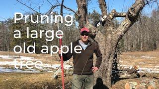 Pruning an Old Apple Tree on The Homestead