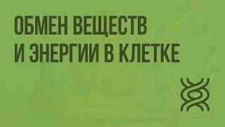 Обмен веществ и энергии в клетке. Видеоурок по биологии 10 класс