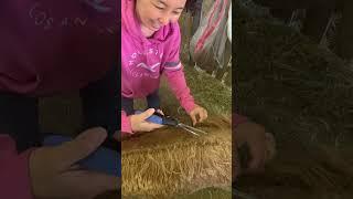 Hand Shearing Suri Alpaca Annie 2023