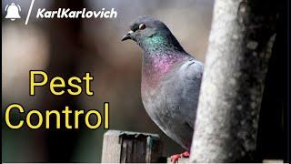 Pest Control - Отстрел Голубей На Ферме | Shooting Pigeons On The Farm