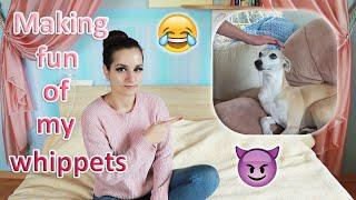 Don't pat your pet challenge featuring my 7 Whippets