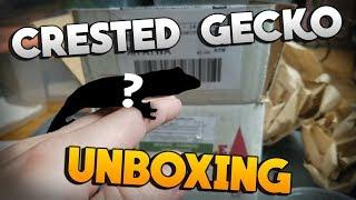 Unboxing A New Crested Gecko From JB's Cresties!