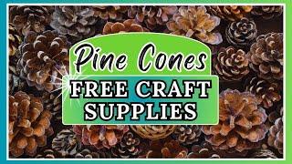 *MUST SEE* Foraging Pine Cones and What to do With Them Once Your Home