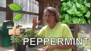 How to Grow Peppermint From Seed /  How to Prune Back /  DMGV 