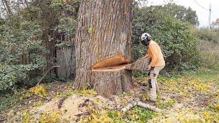 Валка больших деревьев в городе Подборка моментов Felling large trees with a chainsaw collection