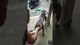 Artificial Insemination Process (Exotic Bully)