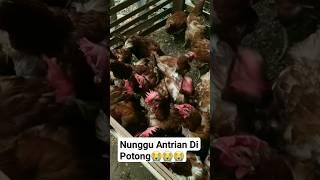 CUMA BISA PASRAH‼️#shortsviral #chicken #shorts #videoshorts