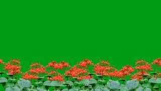 Beautiful  flower garden motion graphics with green screen