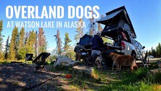 Overland Dogs at Watson Lake in Alaska